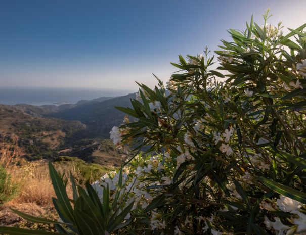 Best View Mountain Villa Chania- villa 52 mountain view flowers